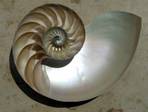 nautile nombre d'or